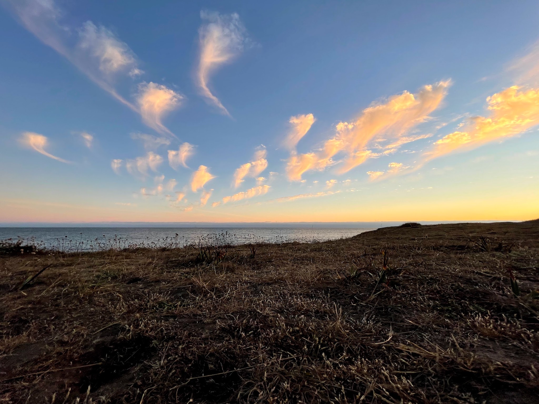 Cover image - grapes on the vine