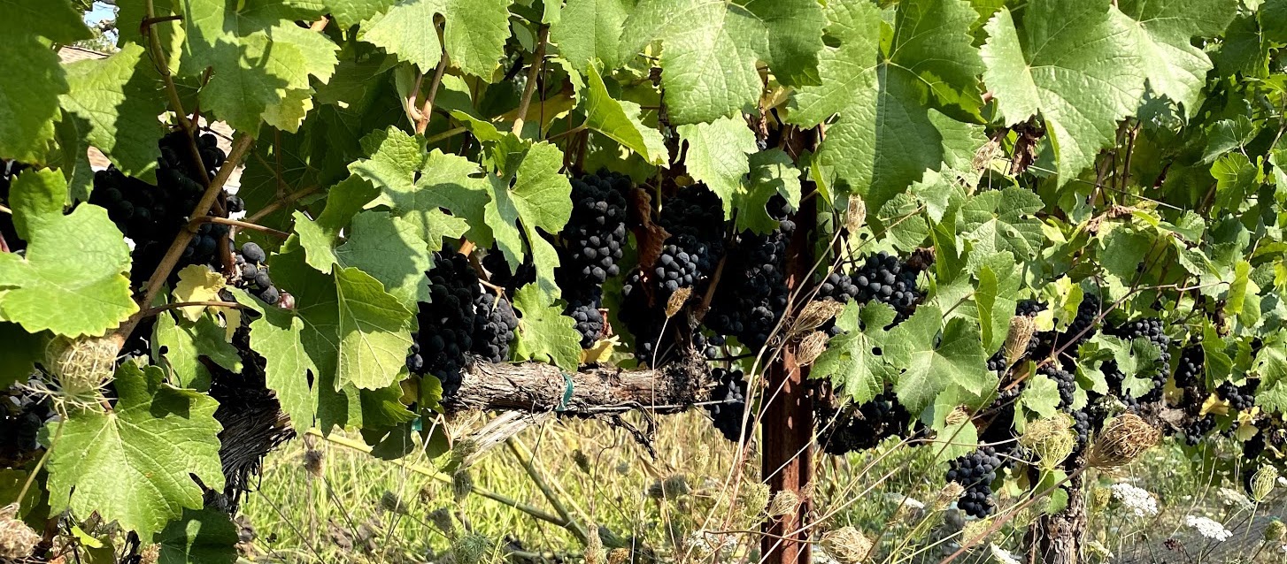 Cover image - grapes on the vine